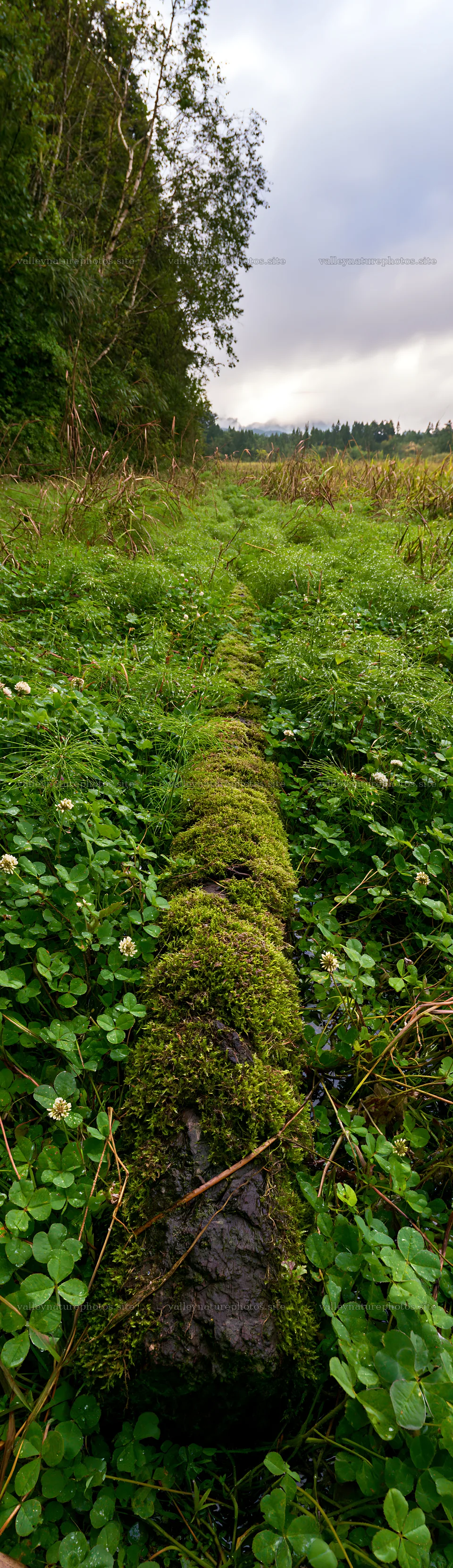 Gifu low carbon meadow mossy log in a green landscape – nature photography 4268x14762