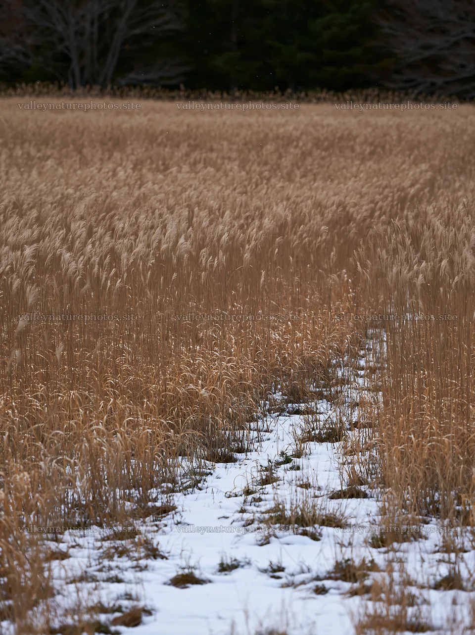 Hokkaido silver grass meadow with snow and seedheads – nature photography 6866x9174
