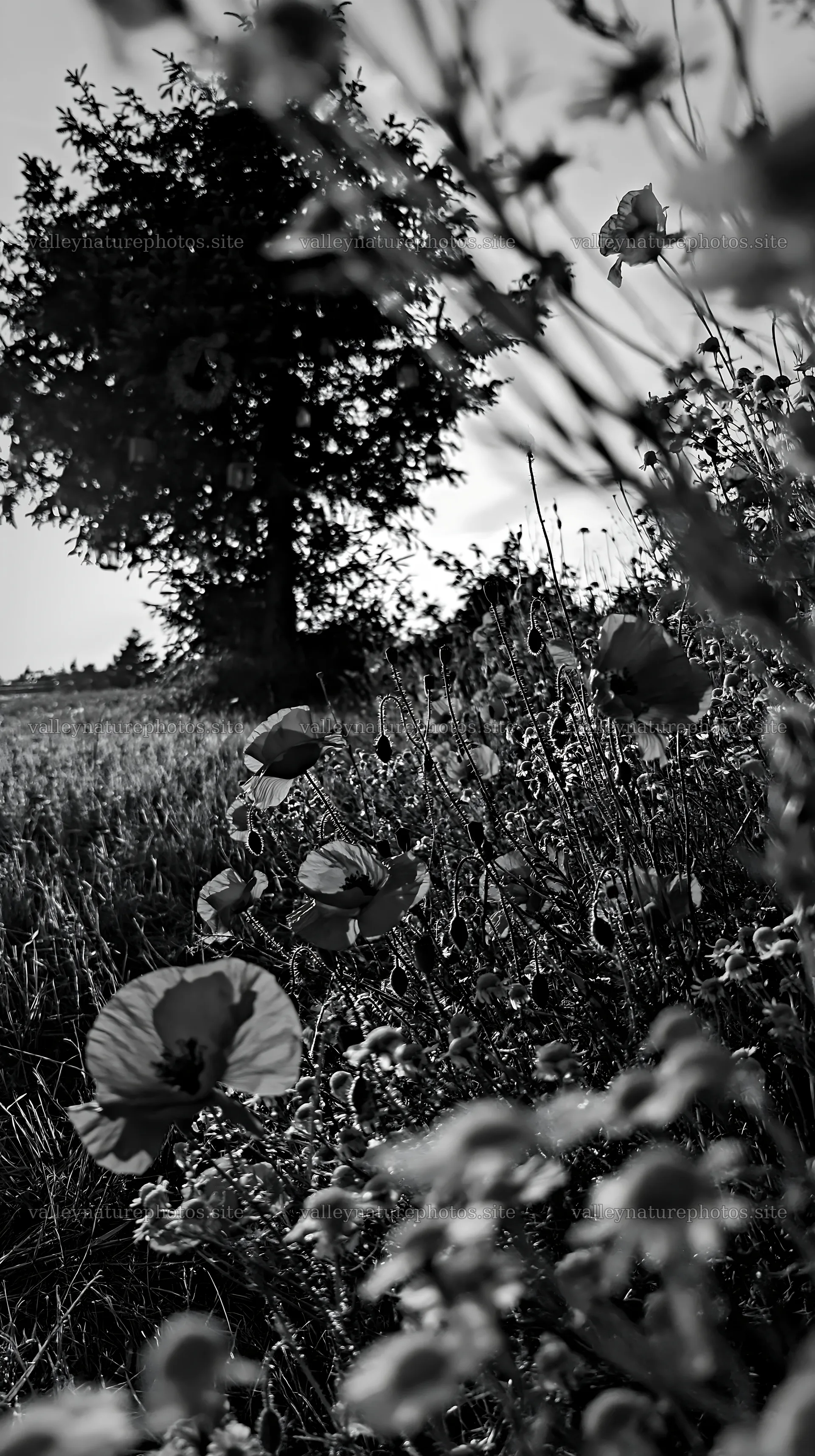 Christmas tree in meadow with flowers in sunlight – nature photography 5938x10608