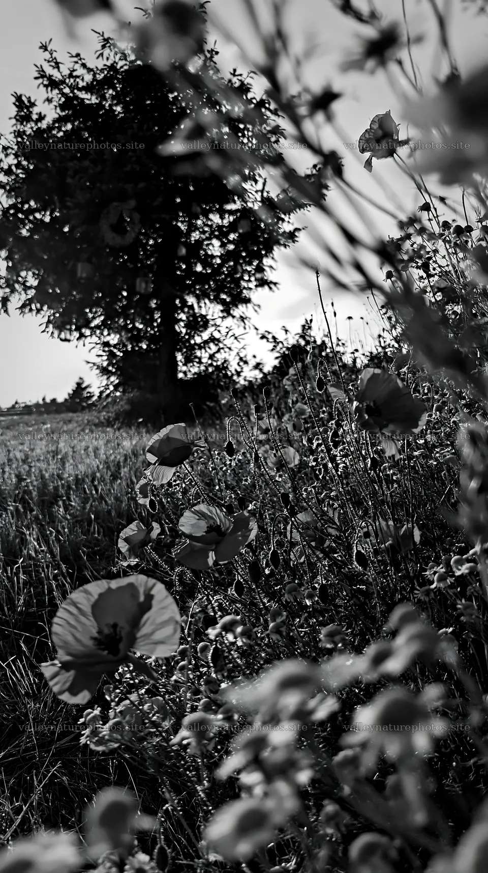 Christmas tree in meadow with flowers in sunlight – nature photography 5938x10608