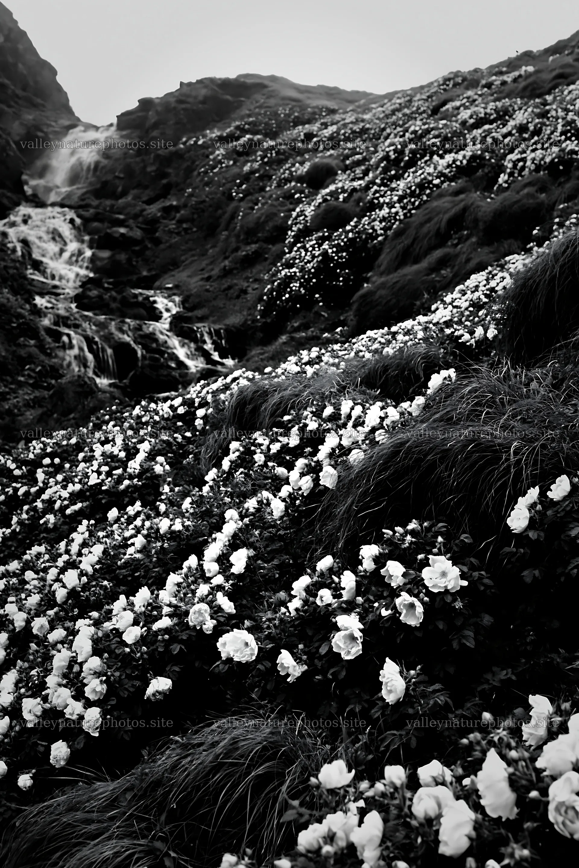 Wild rose meadow below cascading waterfall in black and white – nature photography 6480x9722