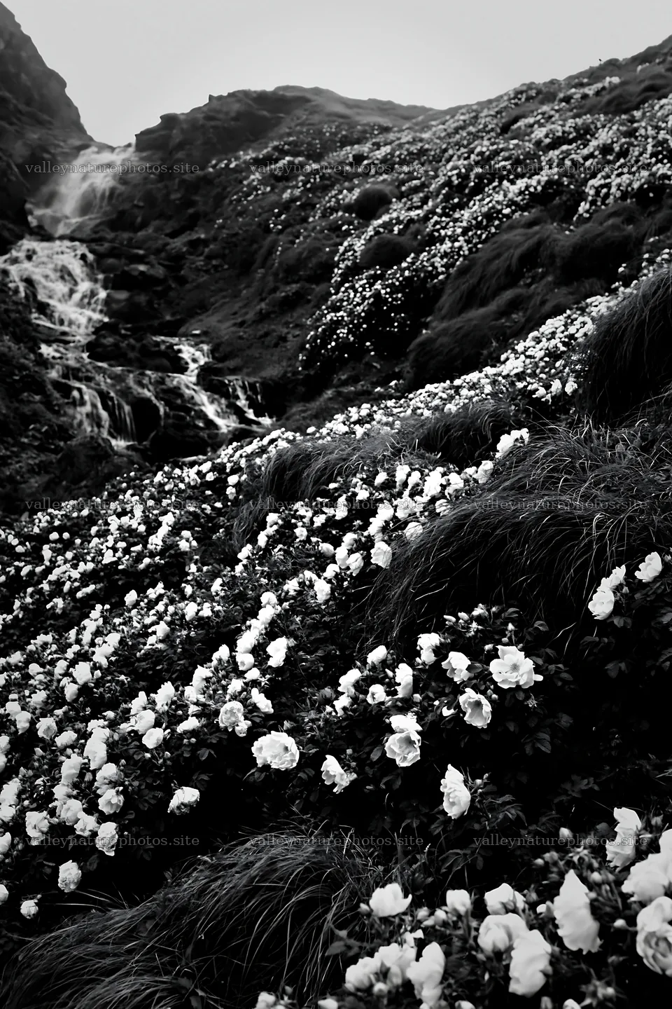 Wild rose meadow below cascading waterfall in black and white – nature photography 6480x9722