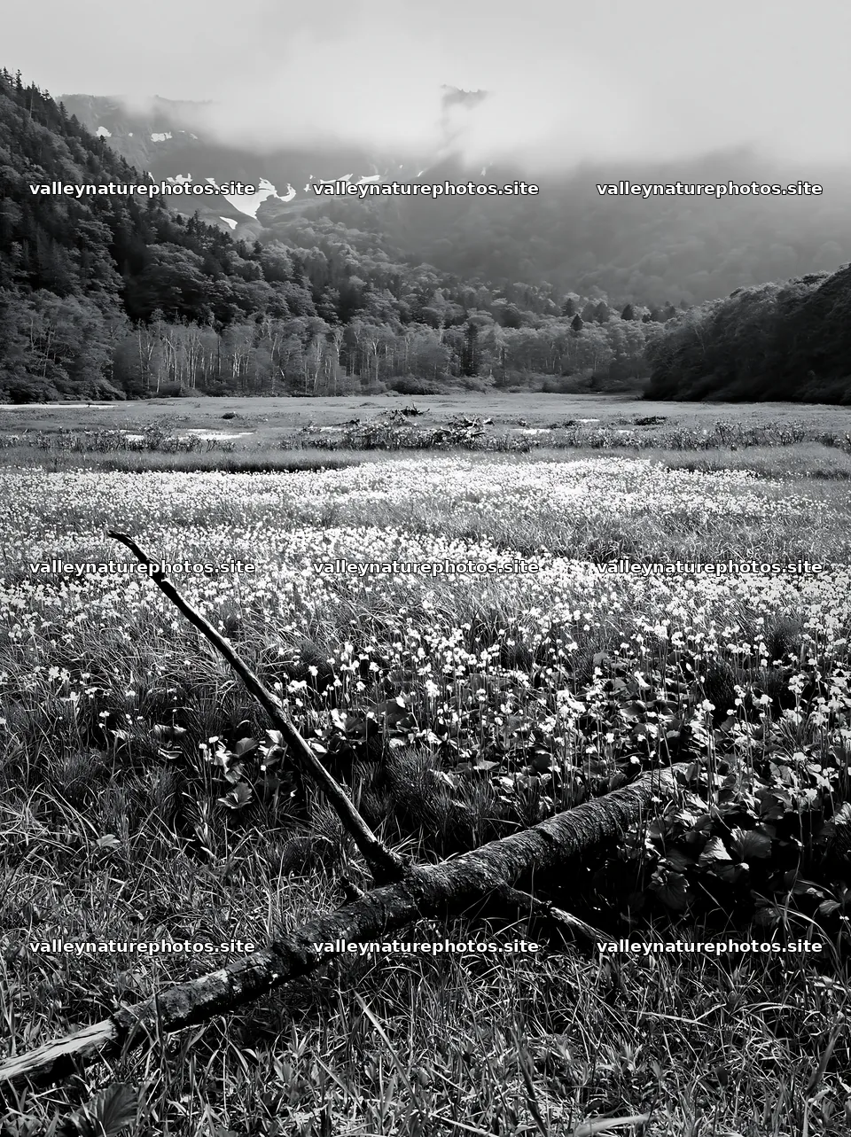 Yamagata rewilded meadow with fallen branch in foreground – nature photography 6866x9174