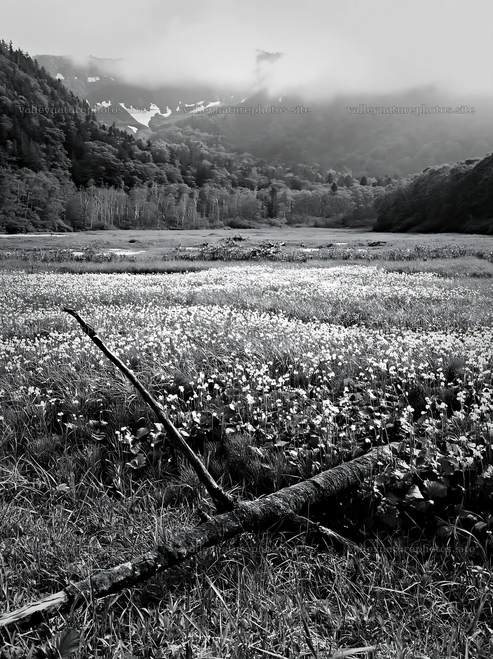 Yamagata rewilded meadow with fallen branch in foreground – nature photography 6866x9174