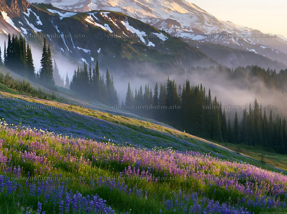 Mount Rainier wildflower meadow at sunrise – nature photography 9174x6866