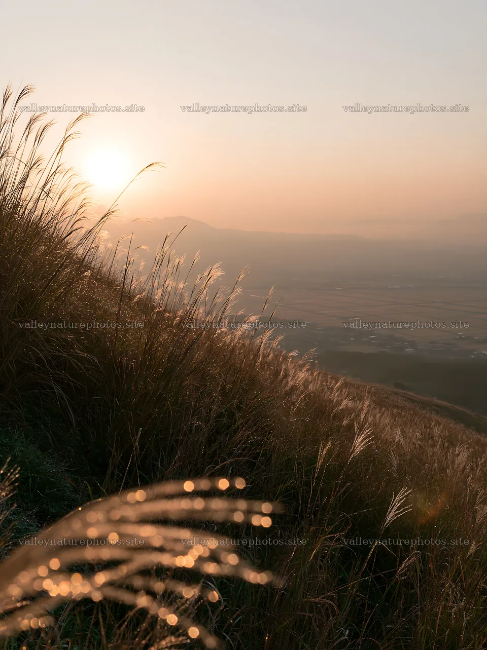 Miyazaki sunrise over meadow with dew covered sedges – nature photography 6866x9174