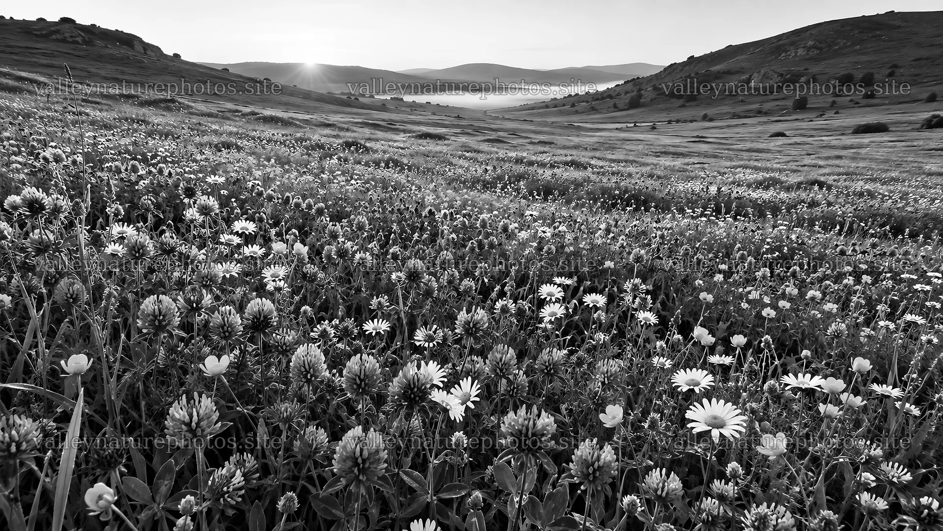 Monochrome Wildflower Meadow Beneath Rolling Hills – nature photography 10324x5812