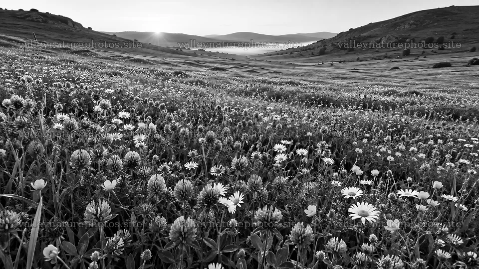 Monochrome Wildflower Meadow Beneath Rolling Hills – nature photography 10324x5812