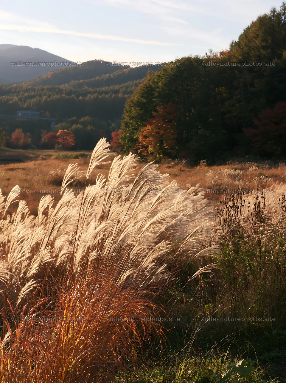 Aichi restored meadow autumn seedheads foreground – nature photography 6866x9174