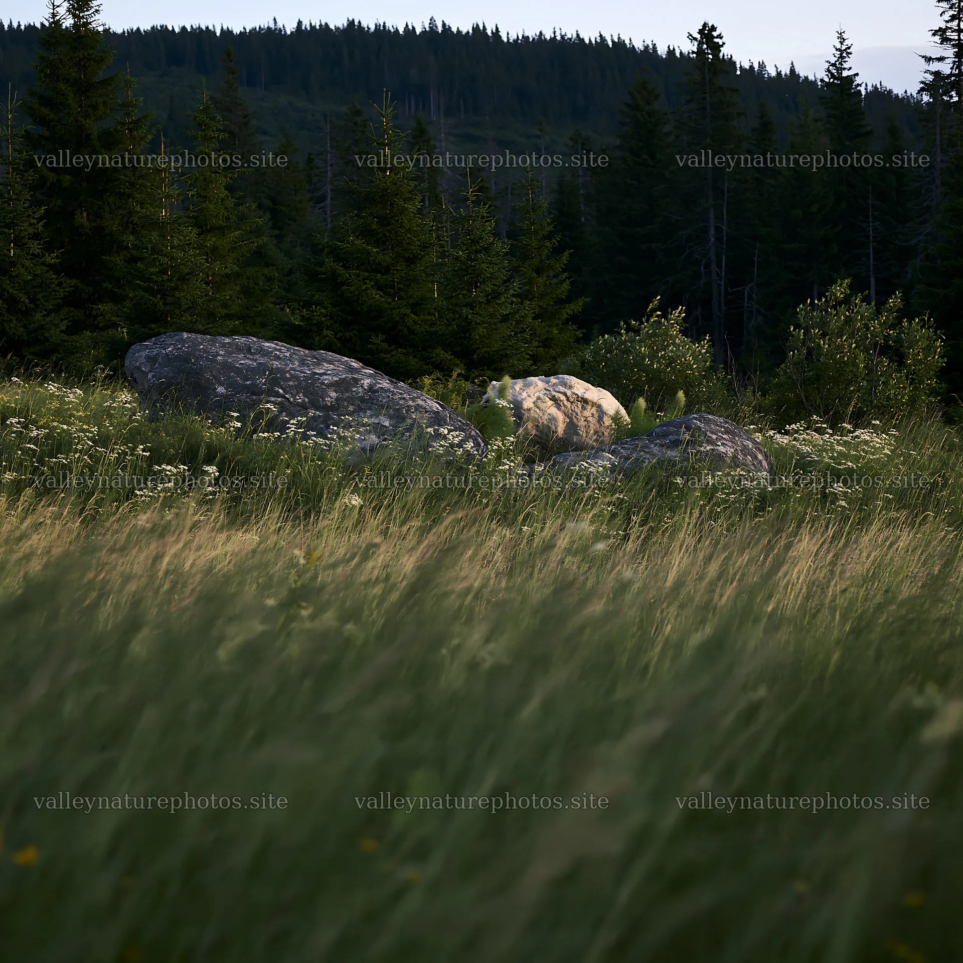 Boulders in a meadow surrounded by trees – nature photography 7938x7938