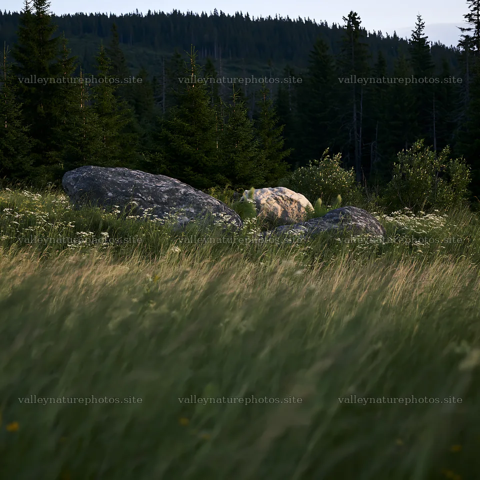 Boulders in a meadow surrounded by trees – nature photography 7938x7938
