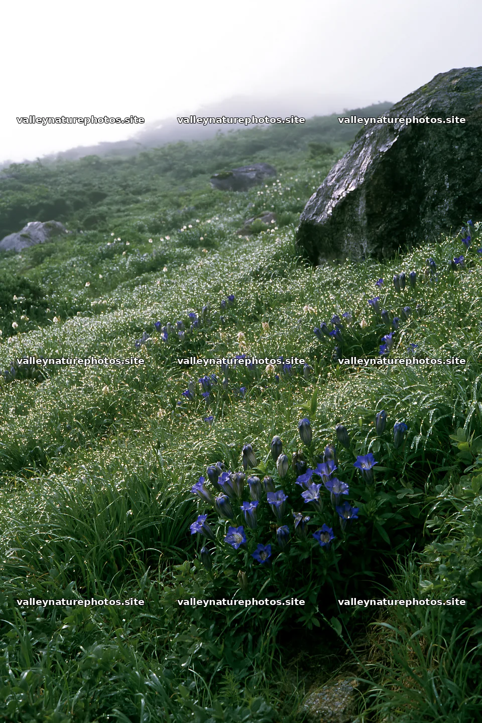 Aomori climate resilient meadow with boulder – nature photography 6480x9722