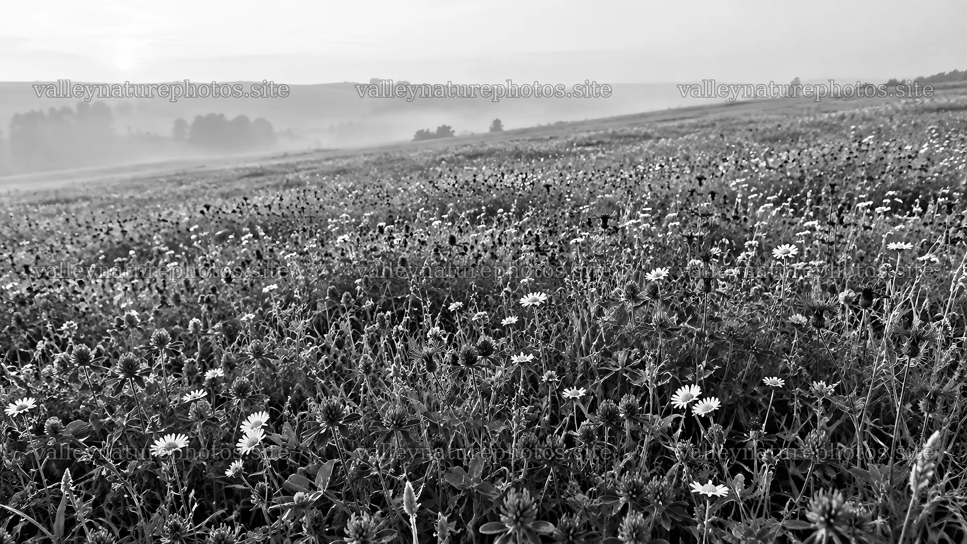 Wildflower Meadow in Morning Mist, Black and White – nature photography 10324x5812