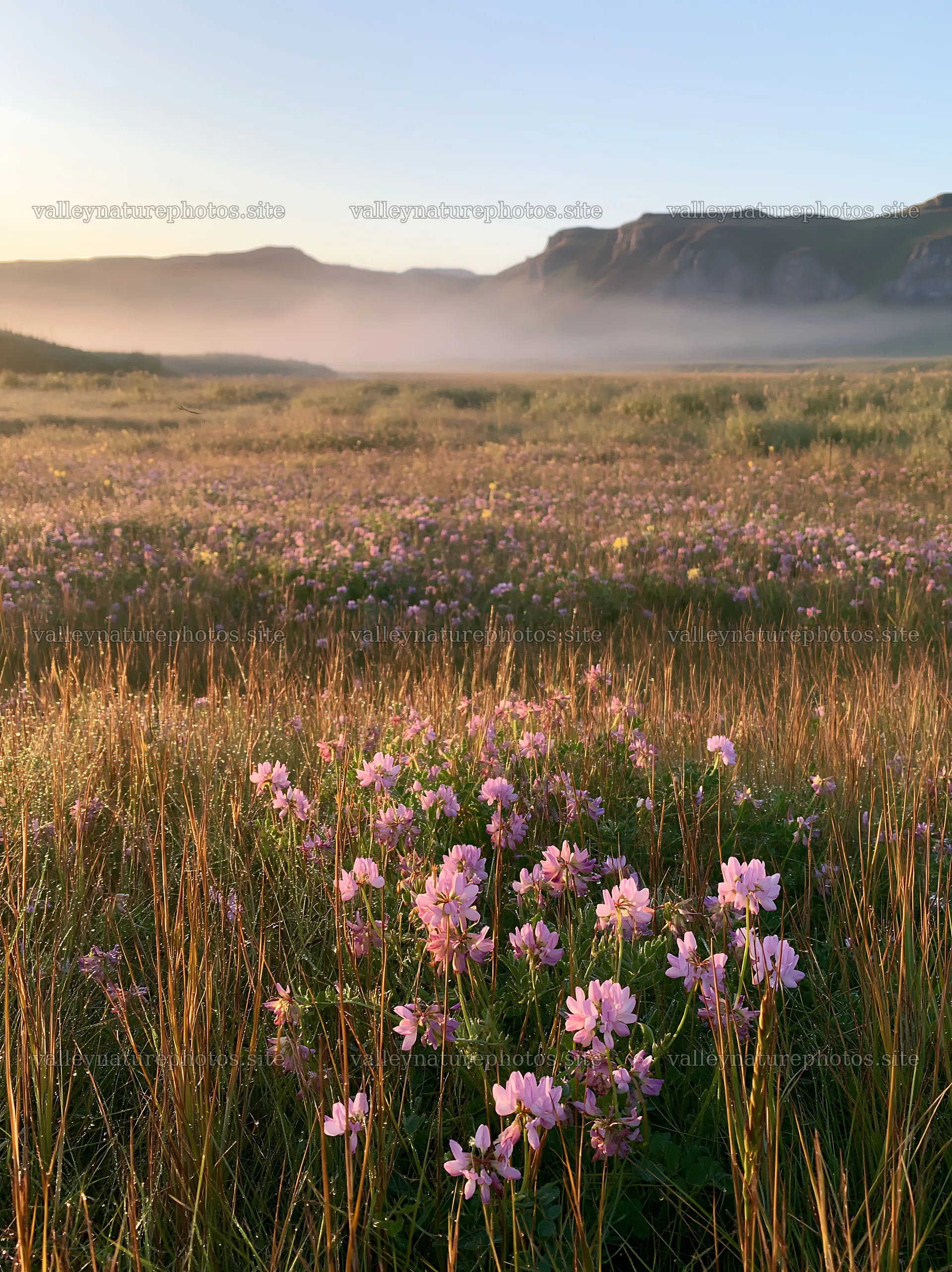 Saga floodplain meadow with reed foreground and flowers – nature photography 6866x9174