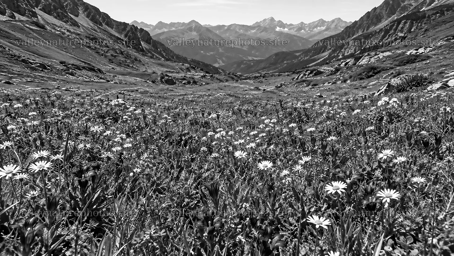Black and White Mountain Valley Wildflower Meadow – nature photography 10324x5812