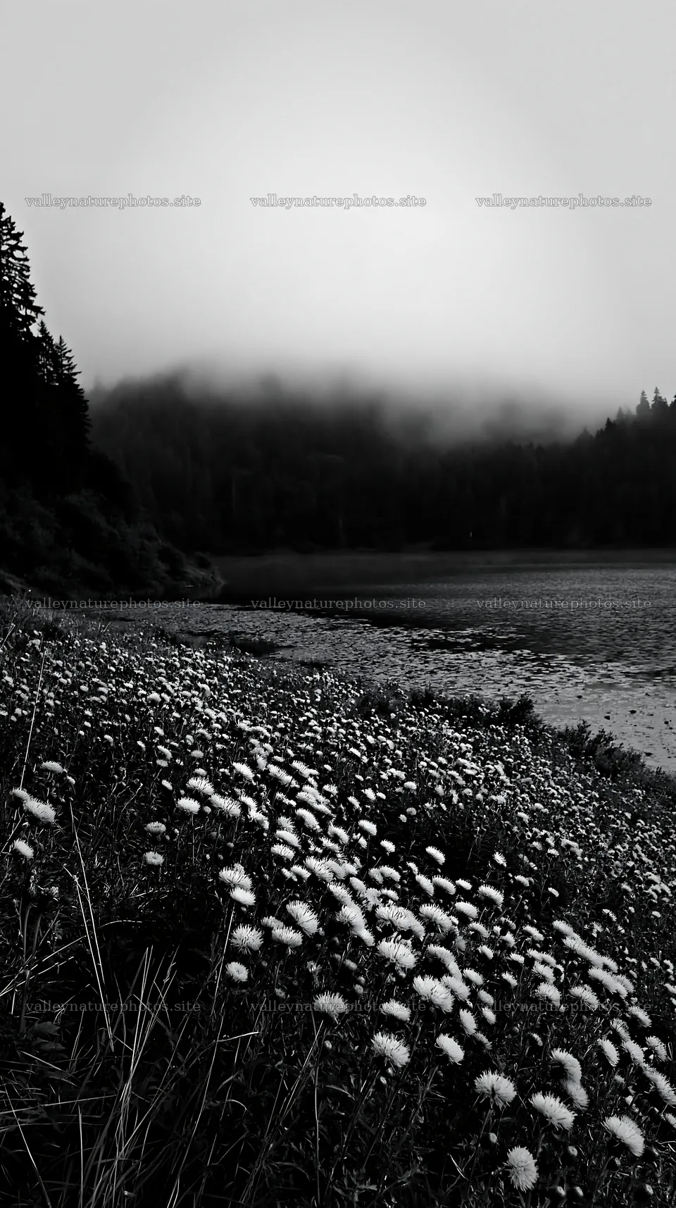 Lakeside meadow with flowers near German lake – nature photography 5938x10608