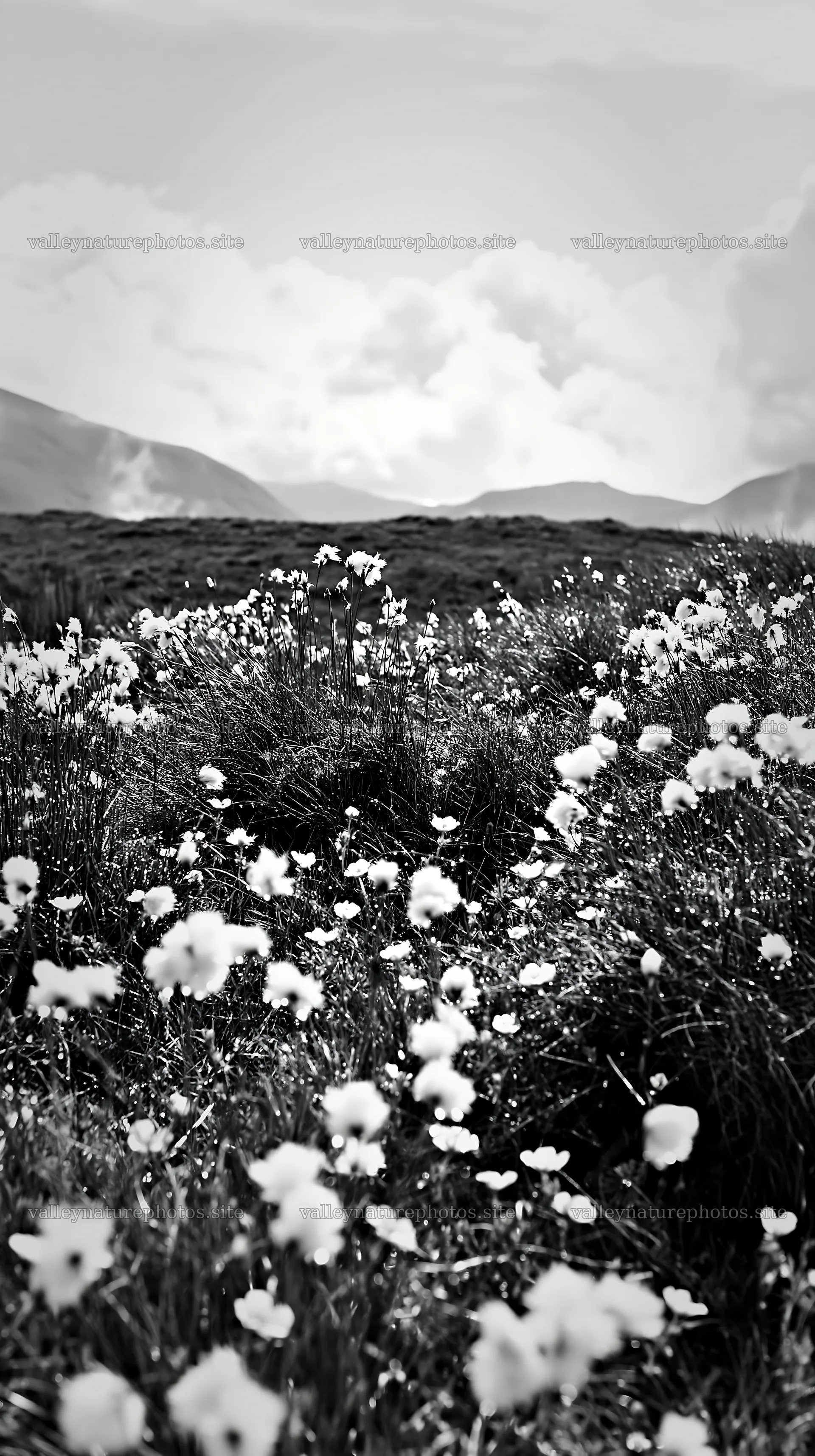 Cottongrass meadow in black and white with distant hills – nature photography 5938x10608