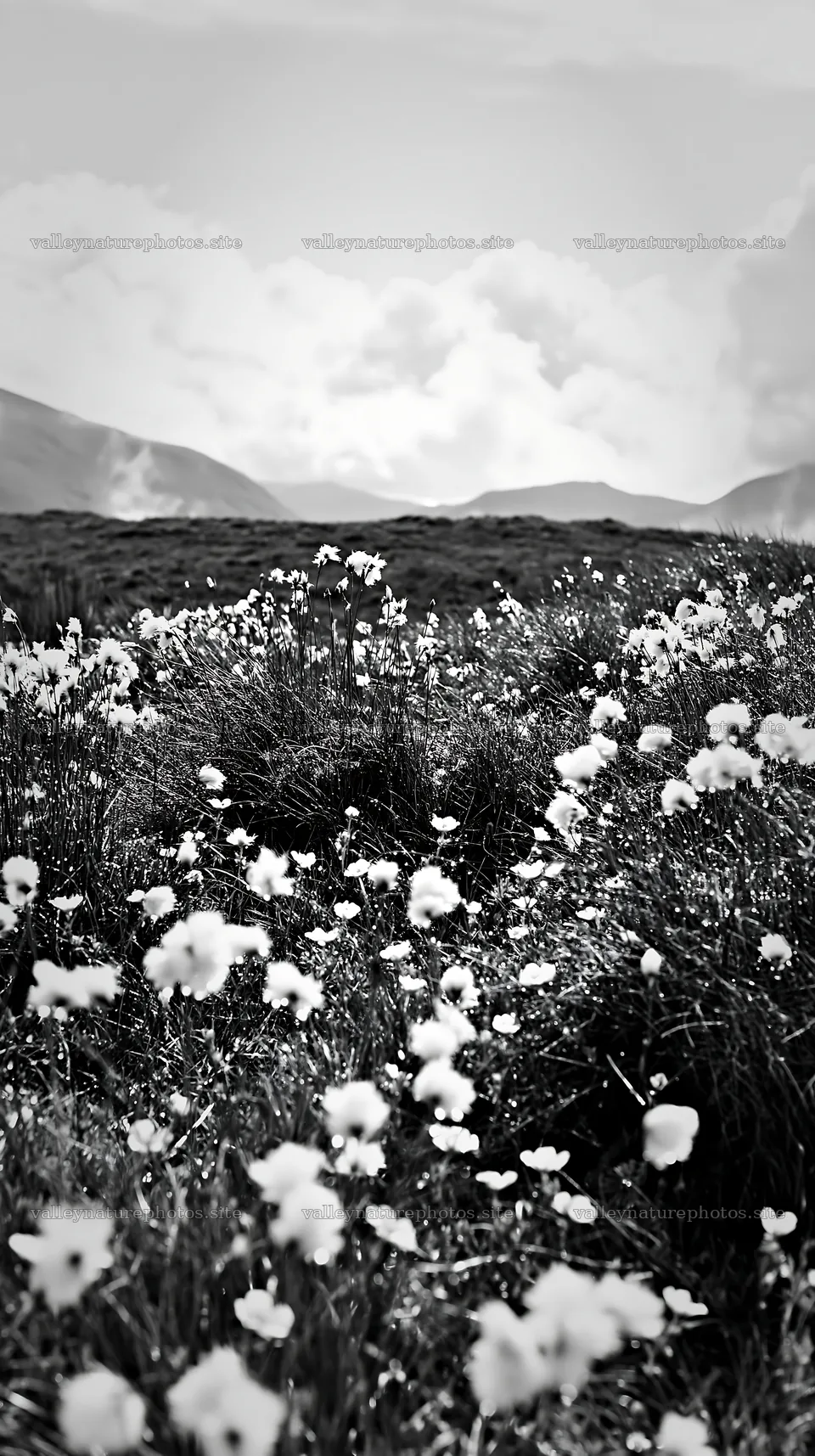 Cottongrass meadow in black and white with distant hills – nature photography 5938x10608