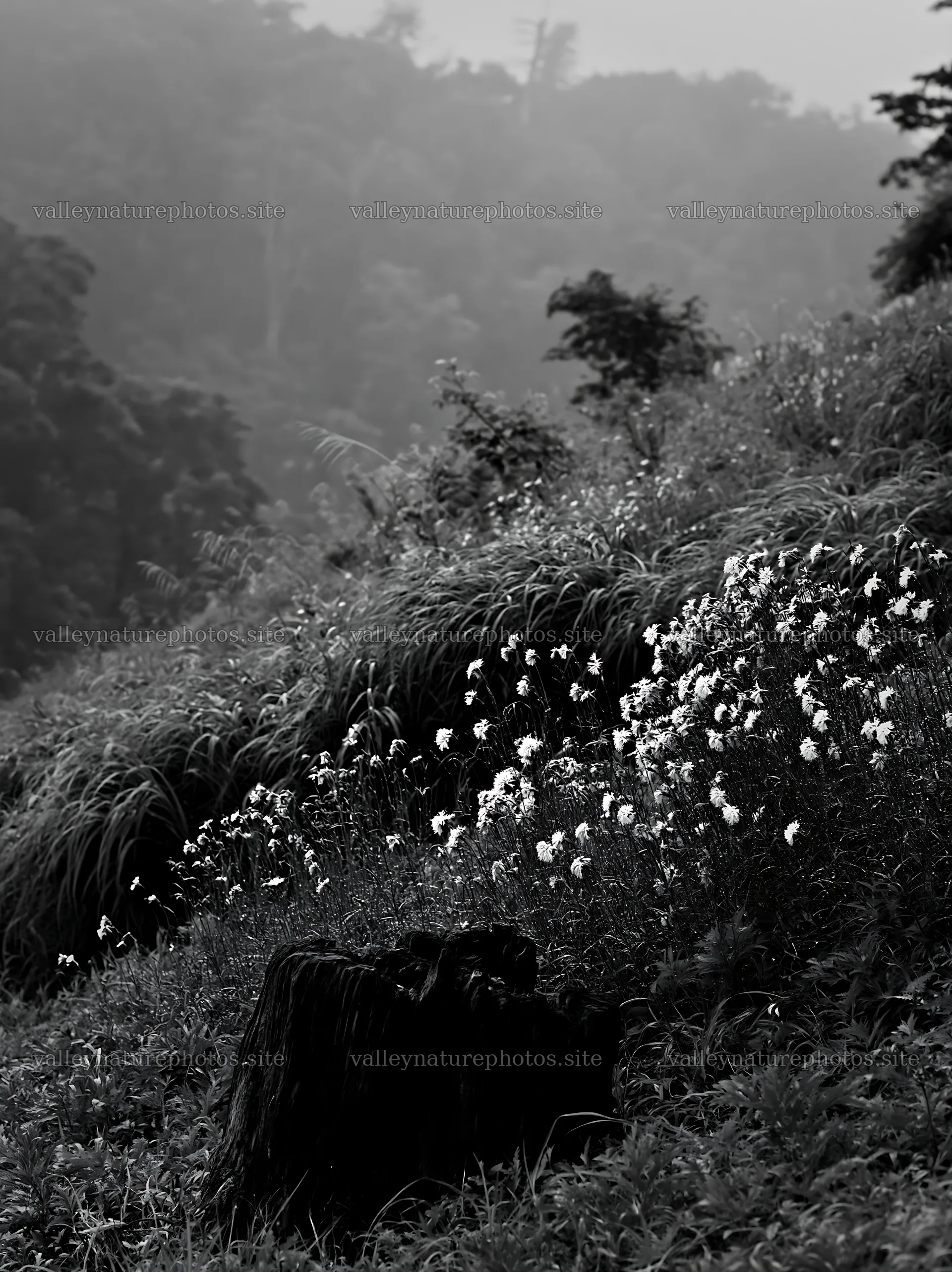 Fukushima native meadow with weathered stump – nature photography 6866x9174