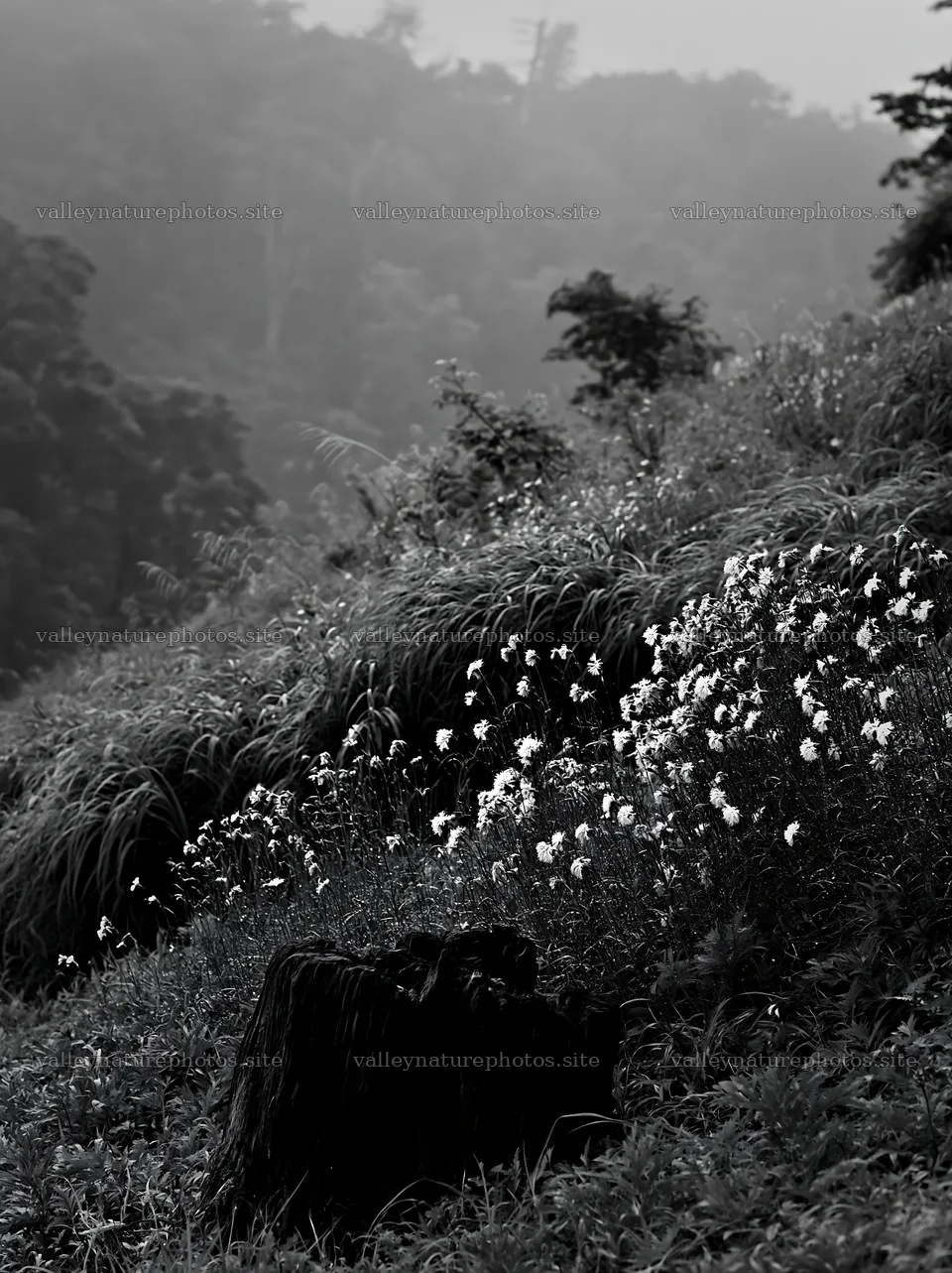 Fukushima native meadow with weathered stump – nature photography 6866x9174