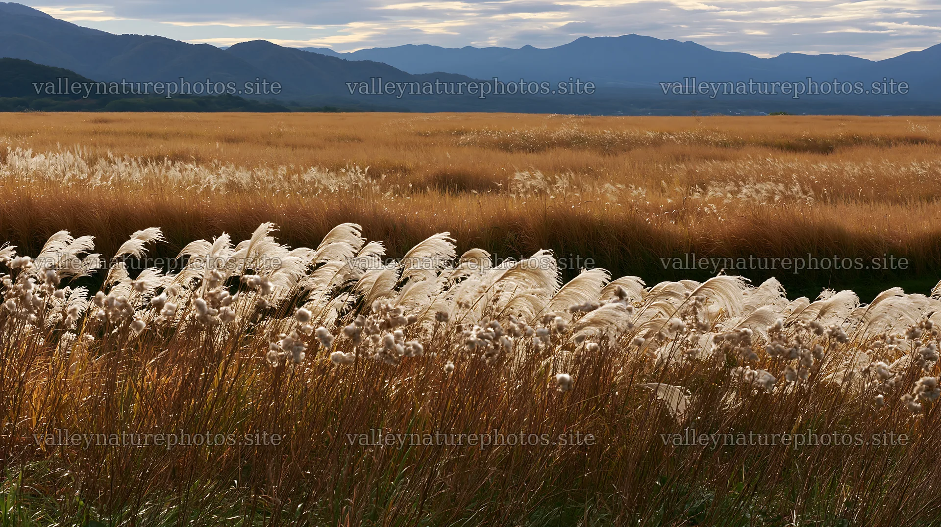 Iwate rain refreshed meadow seedhead foreground – nature photography 10608x5938