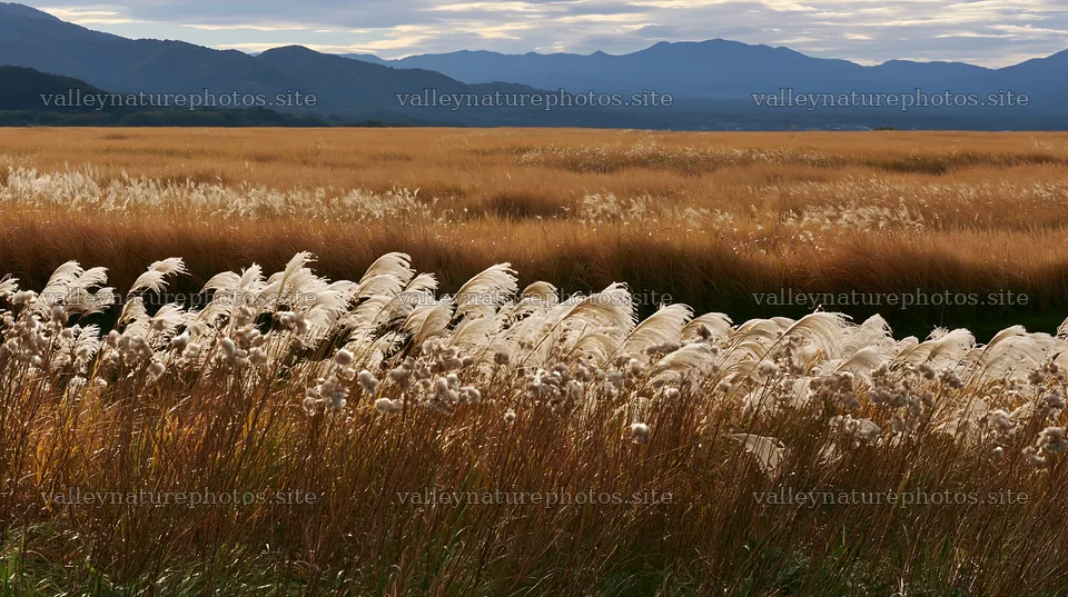 Iwate rain refreshed meadow seedhead foreground – nature photography 10608x5938