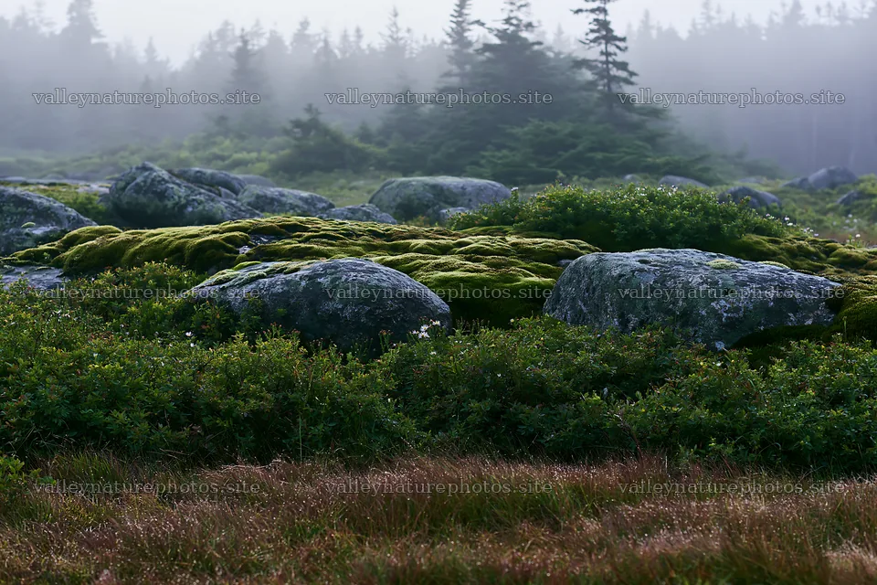 Mossy boulders in a meadow with fog and greenery – nature photography 9722x6480