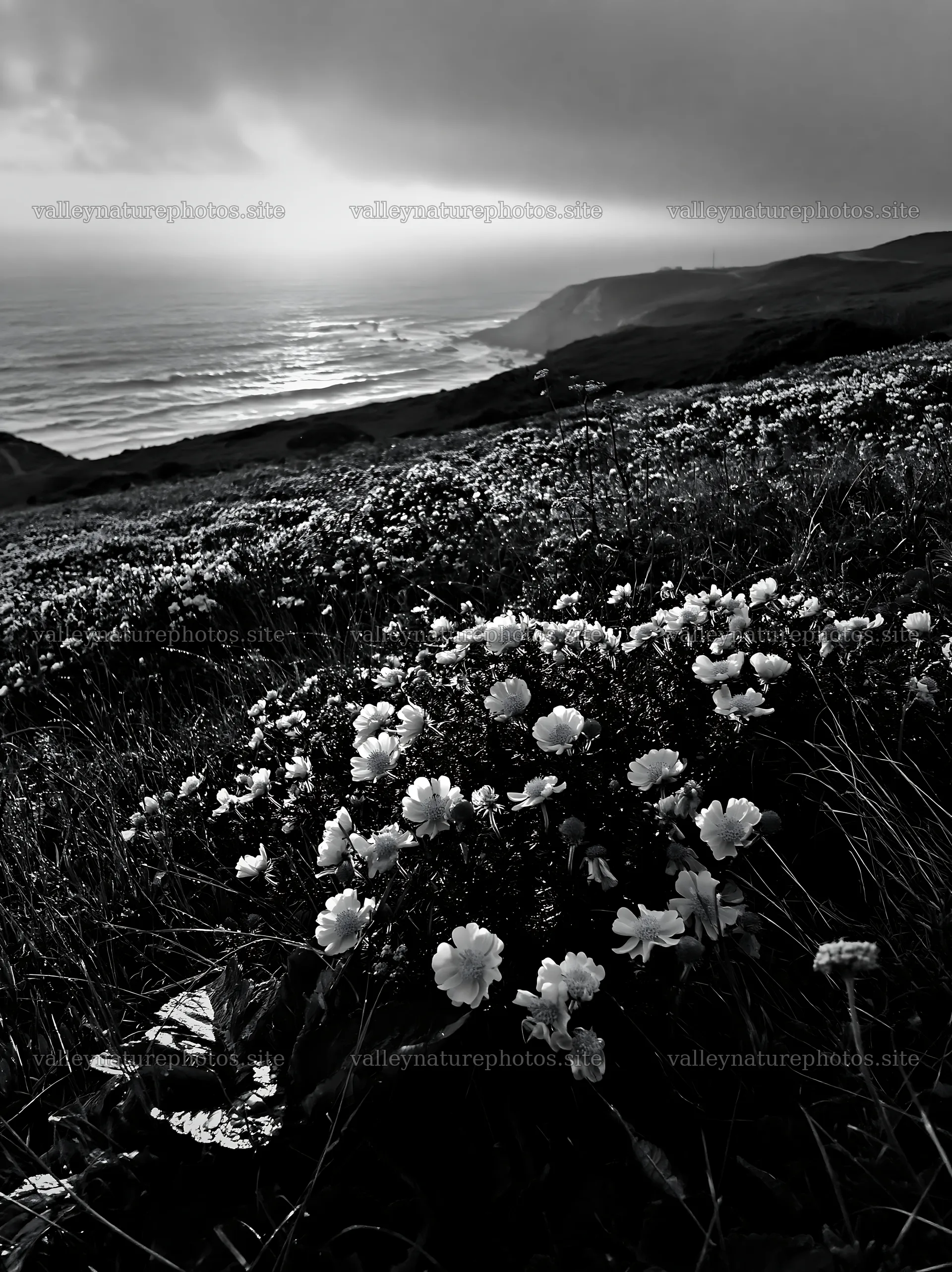 Portuguese meadow above Atlantic coast during sunset – nature photography 6866x9174