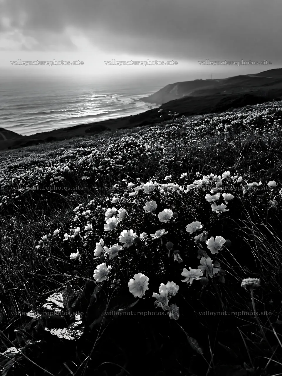 Portuguese meadow above Atlantic coast during sunset – nature photography 6866x9174