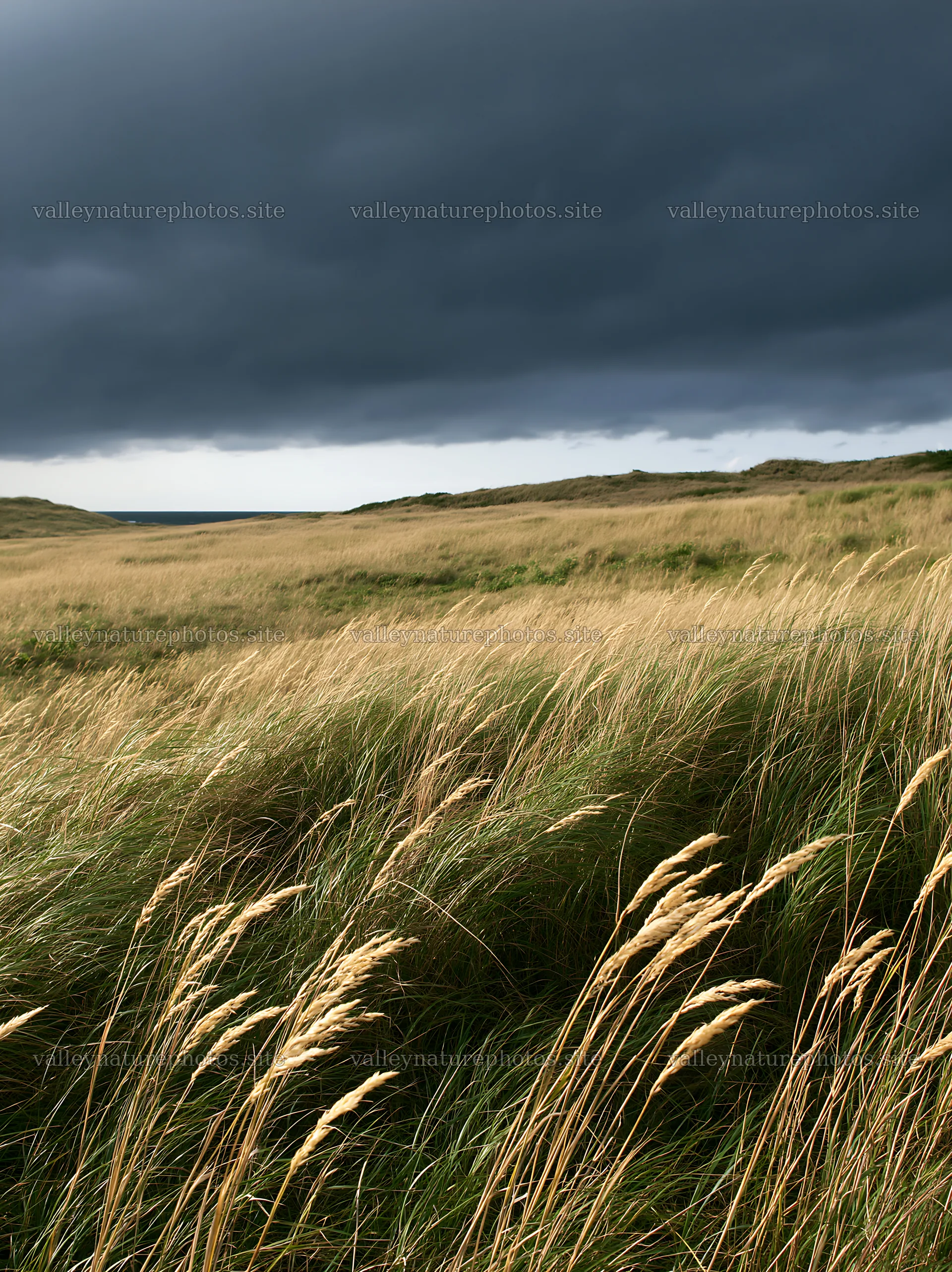 Tottori windy meadow with dune grasses in cloudy weather – nature photography 6866x9174
