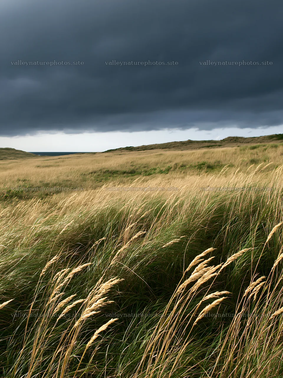 Tottori windy meadow with dune grasses in cloudy weather – nature photography 6866x9174