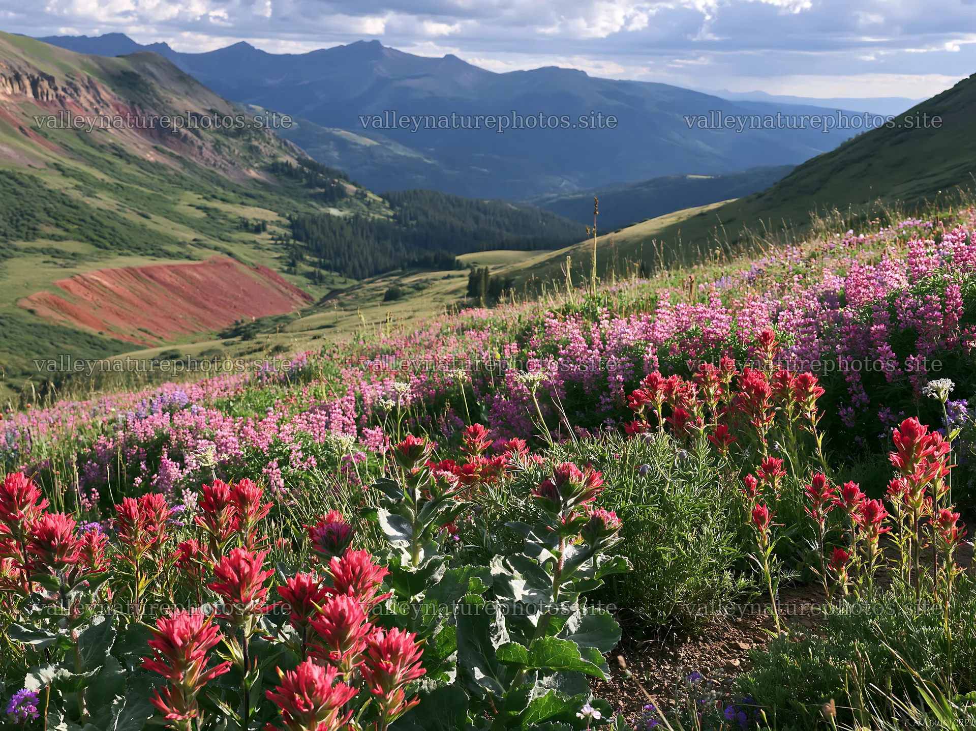 Paintbrush lupine meadow in the mountains during the day – nature photography 9174x6866
