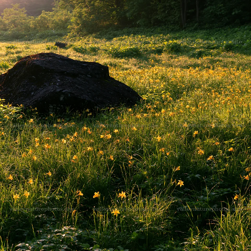 Meadow in Aomori with boulder and wildflowers at sunset – nature photography 7938x7938