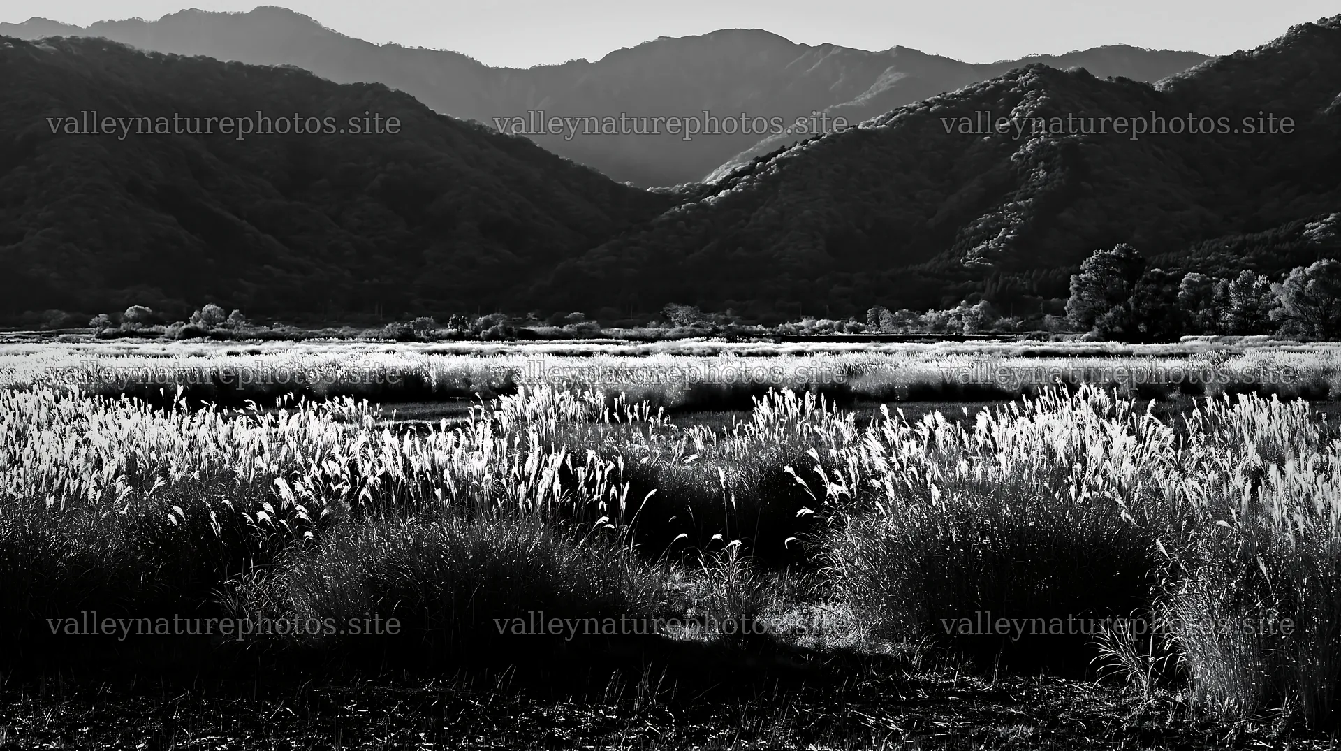 Shiga wetland meadow climate adaptation reeds in natural setting – nature photography 10608x5938