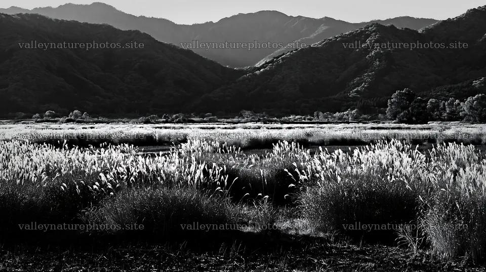 Shiga wetland meadow climate adaptation reeds in natural setting – nature photography 10608x5938