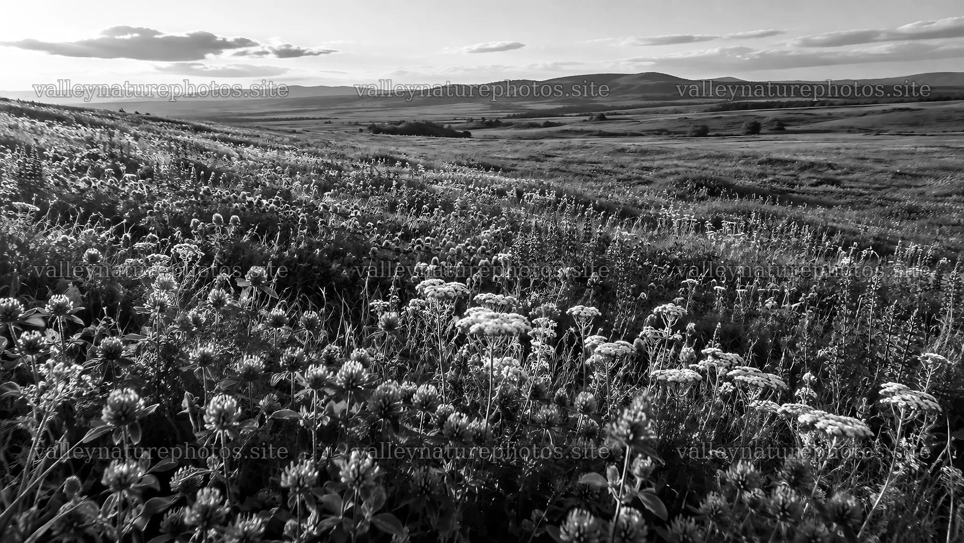 Monochrome Wildflower Meadow and Rolling Hills – nature photography 10324x5812