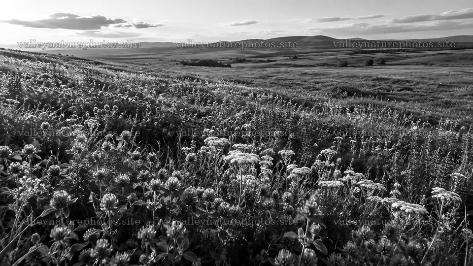 Monochrome Wildflower Meadow and Rolling Hills – nature photography 10324x5812