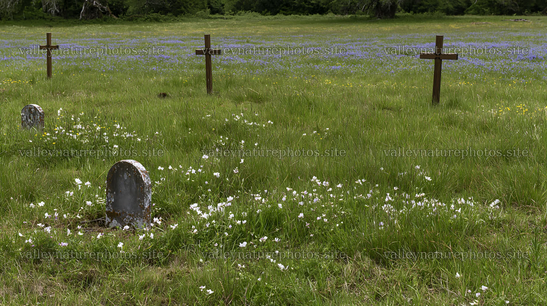 Four wooden crosses in Advent meadow with gravestones – nature photography 10608x5938