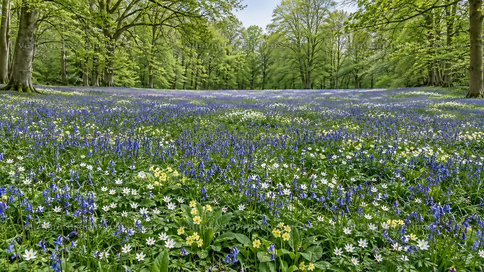 Spring Wildflowers in a Woodland Clearing – nature photography 10324x5812