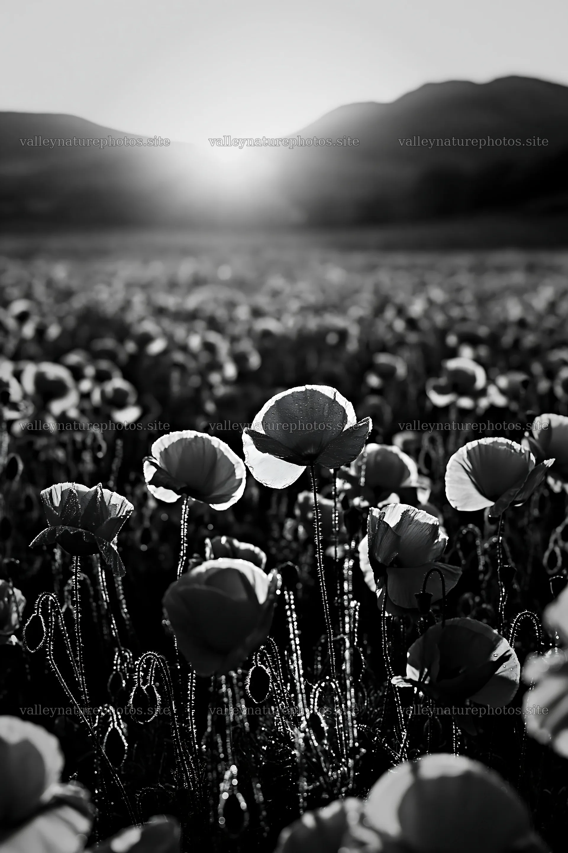 Silver dew meadow with poppies at sunrise – nature photography 6480x9722