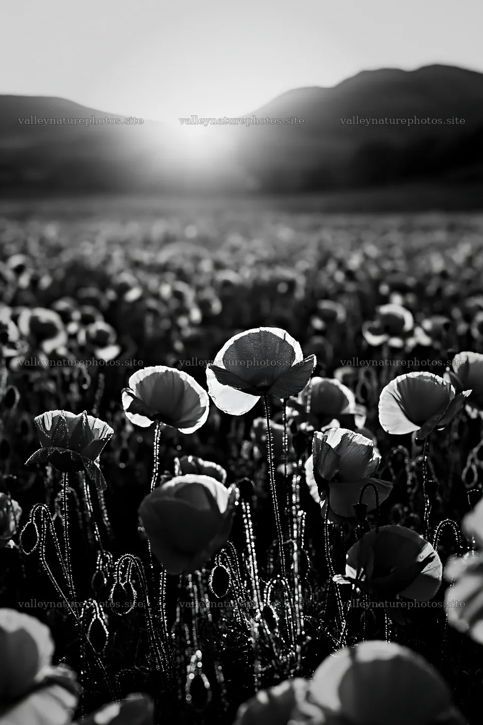 Silver dew meadow with poppies at sunrise – nature photography 6480x9722
