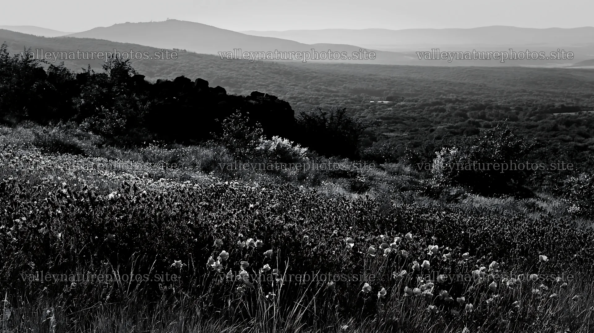 Poppy viper's-bugloss meadow in black and white landscape – nature photography 10608x5938