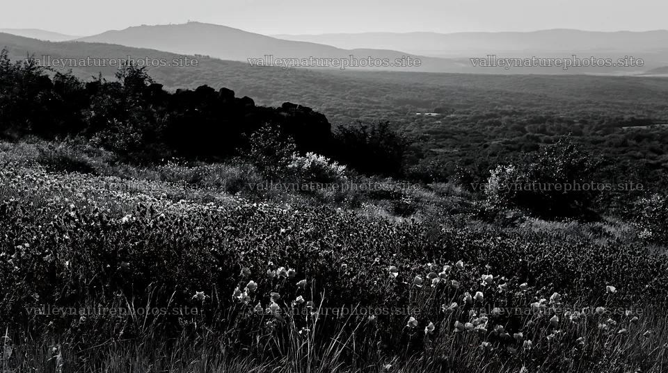 Poppy viper's-bugloss meadow in black and white landscape – nature photography 10608x5938