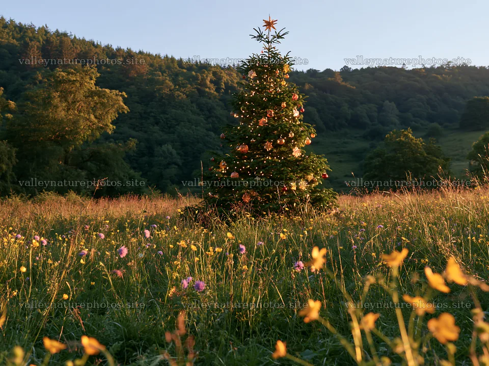Christmas tree with ornaments in a valley meadow – nature photography 9174x6866