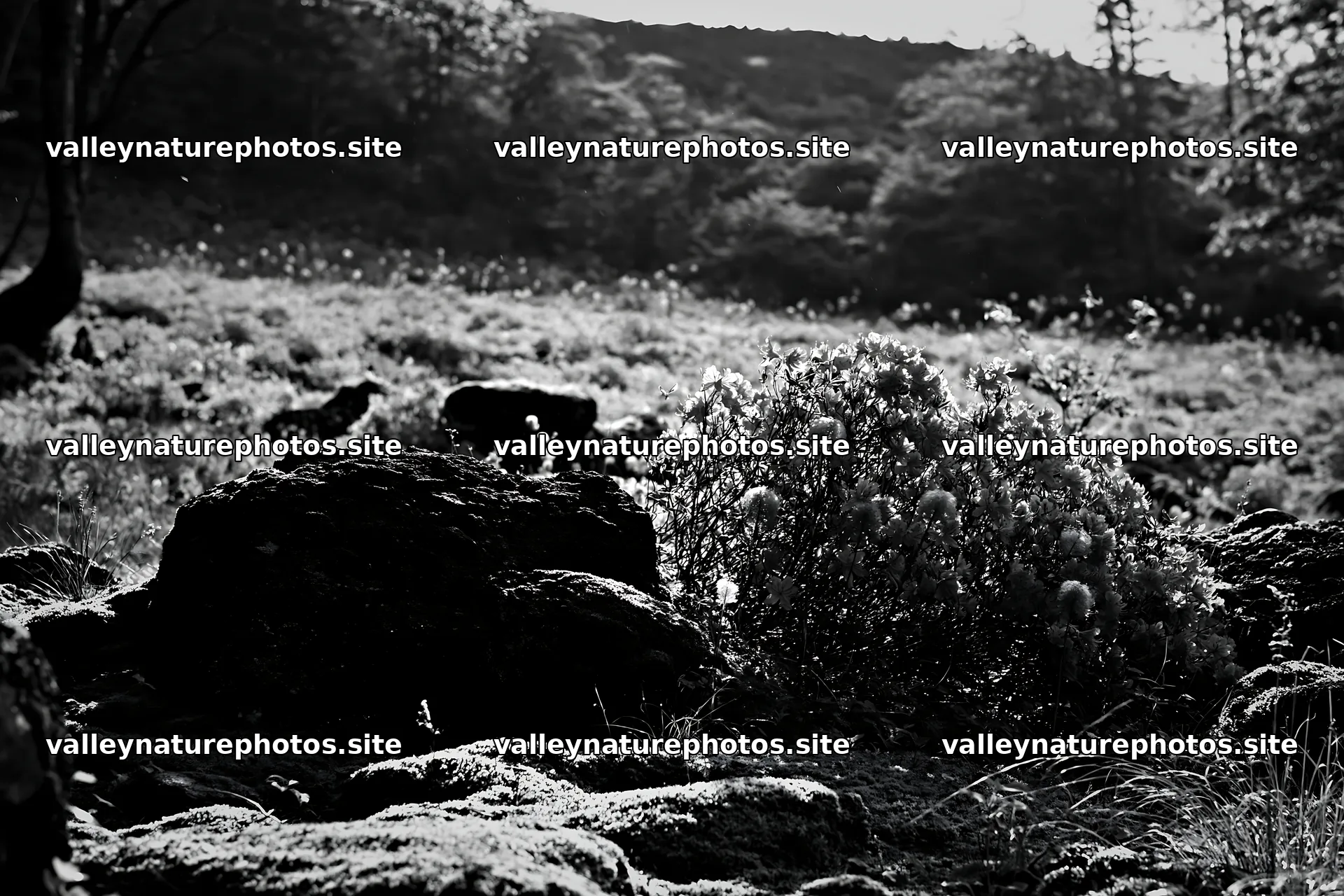 Miyagi spring recovery meadow mossy stone with vibrant flowers – nature photography 9722x6480