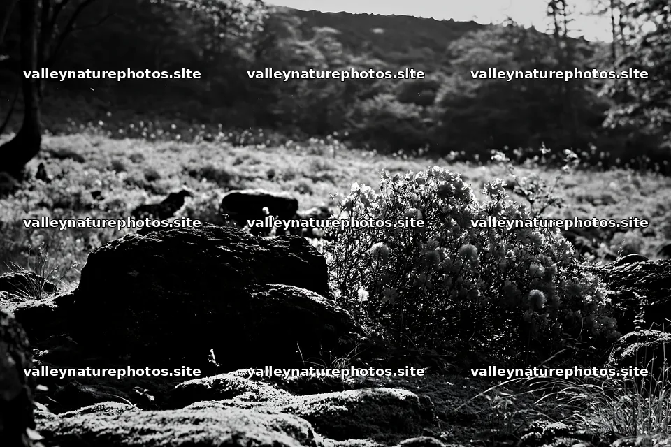 Miyagi spring recovery meadow mossy stone with vibrant flowers – nature photography 9722x6480