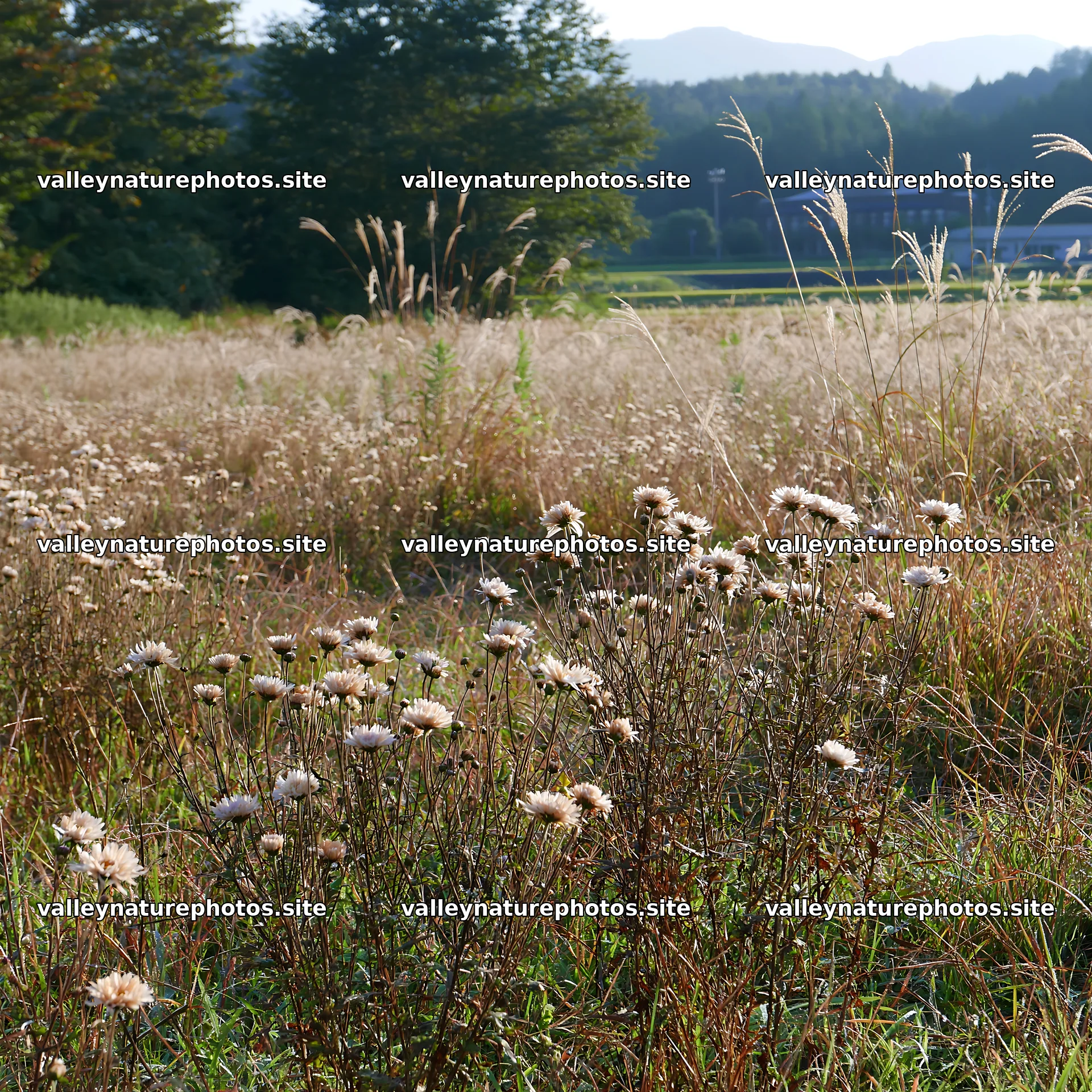 Aichi restored meadow autumn seedheads foreground – nature photography 7938x7938