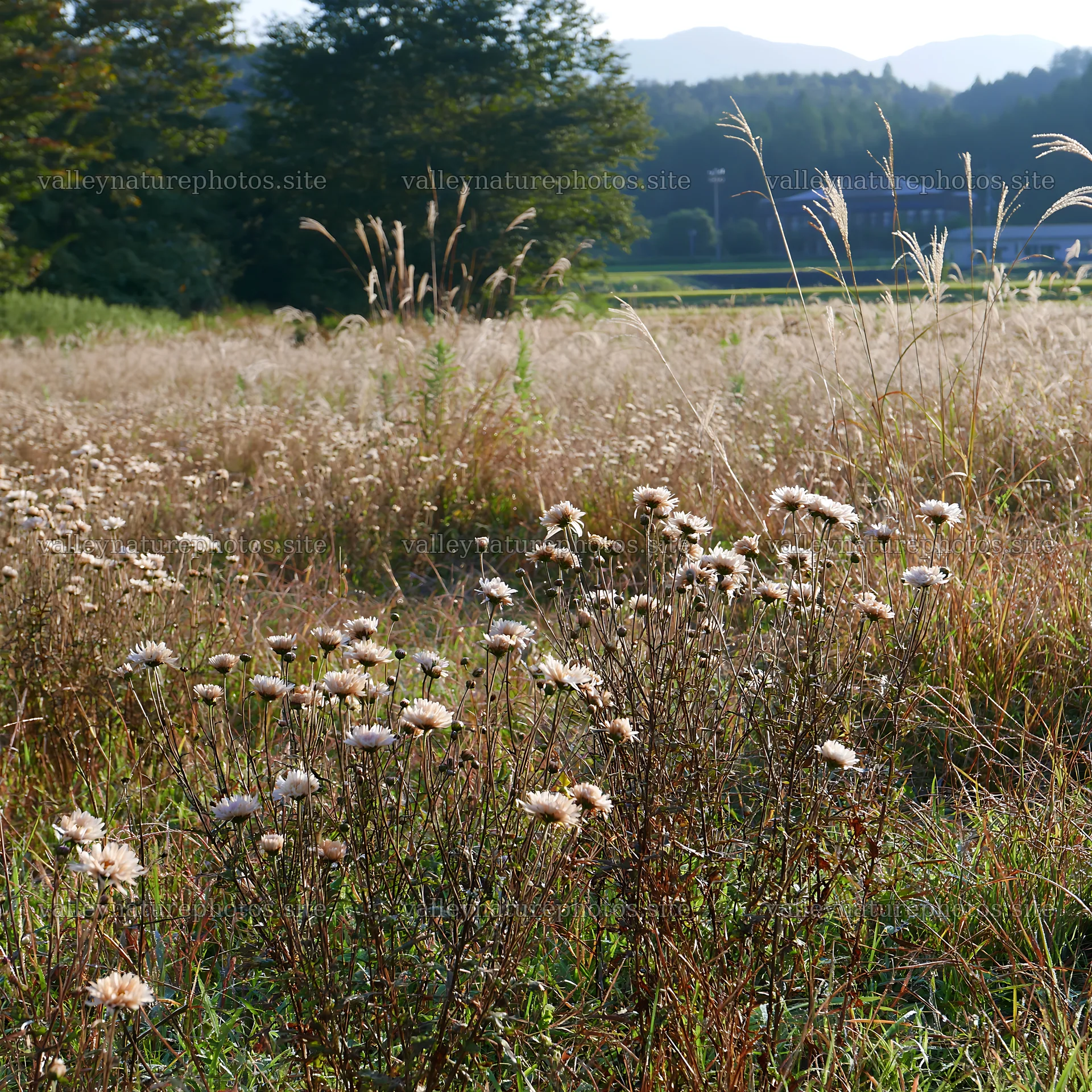 Aichi restored meadow autumn seedheads foreground – nature photography 7938x7938