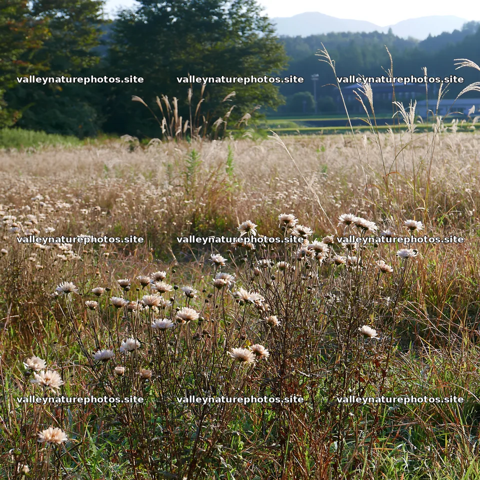 Aichi restored meadow autumn seedheads foreground – nature photography 7938x7938