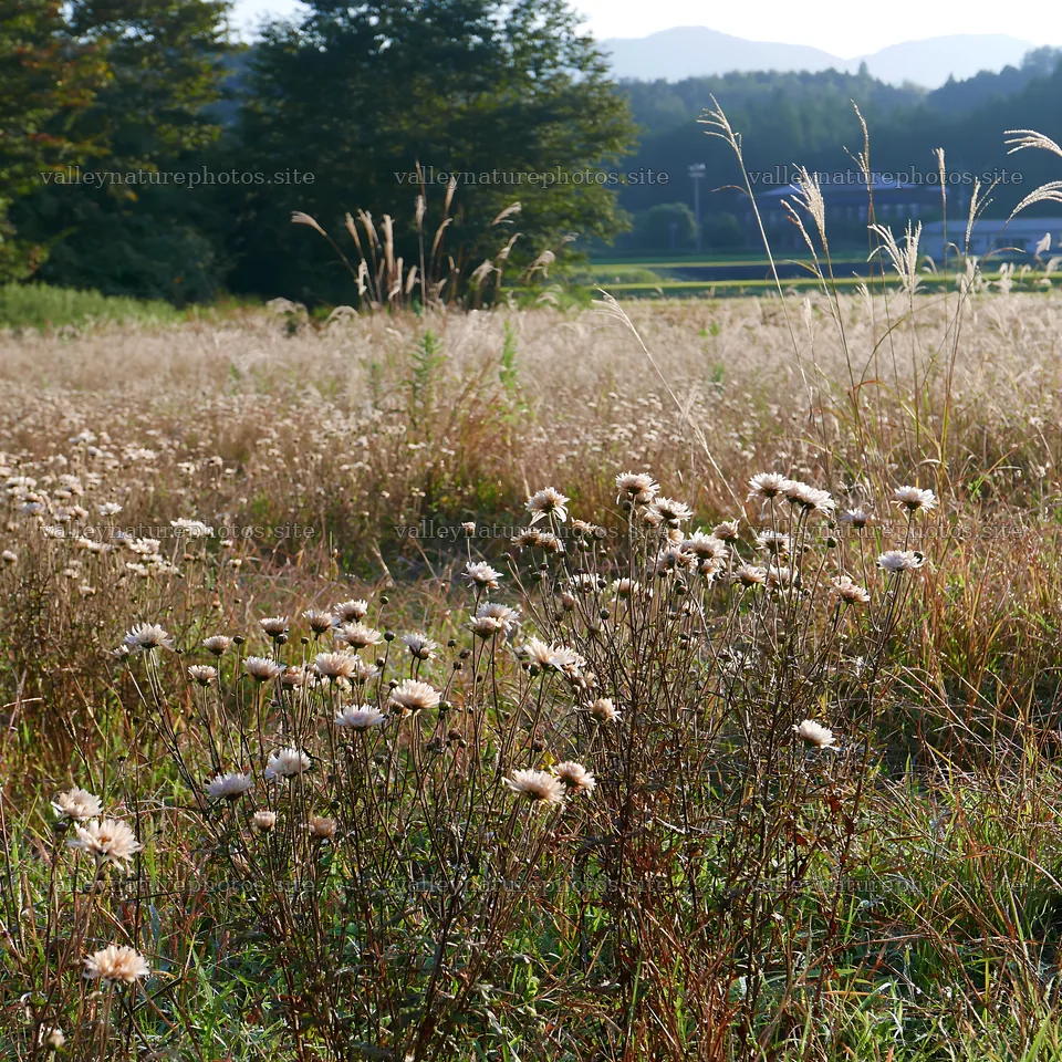 Aichi restored meadow autumn seedheads foreground – nature photography 7938x7938